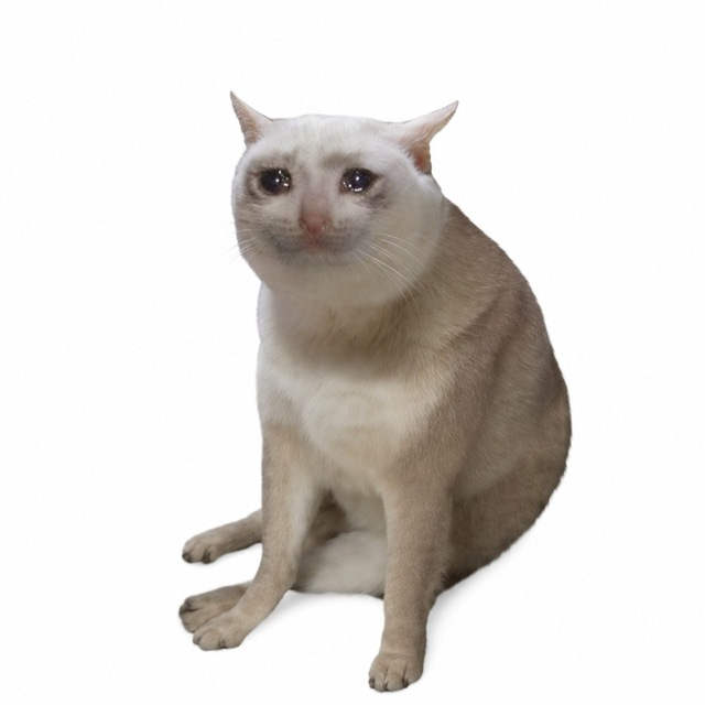 Cash Cat token logo